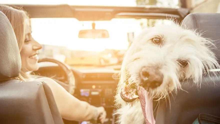 Dog Travel Trips: Going On A Long Car Trip With Your Furry Buddy
